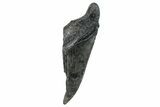 Partial Fossil Megalodon Tooth - South Carolina #275390-1